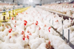 Image Dozens of chickens in poultry farming.