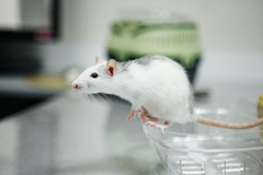 rat