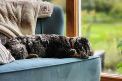 dog on couch