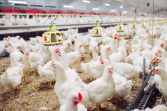 Chickens feeding in an indoor chicken farm.