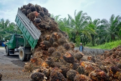 A man standing as a truck of palm fruit is unloaded.