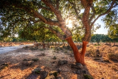 Image cork tree in portugal sun shine in background