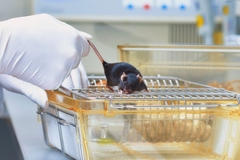 lab mouse being pulled by scientist
