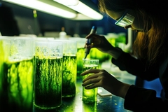 Image female scientist in lab exploring algae for skin care applications