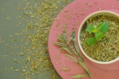 Image Dry and fresh green stevia in a round cup on a pink pedestal on green background