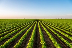 Agricultural field against the sky.