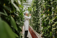 a scientist in white apron and plastic cap inspecting vanilla leaves inside a greenhouse