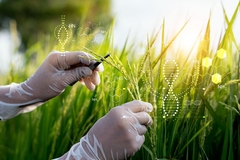 Image Scientist researching and experiments genetic of rice with record data in the fields