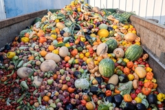 Image Discarded food including fresh fruit and vegetables dumped in a skip.