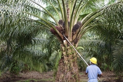 palm oil worker in south eath asia harvesting fruit