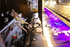 Image Packaging waste on conveyor belt.