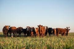 Cows standing in a field.