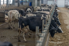 Image Dairy farm.