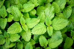 Lemon balm