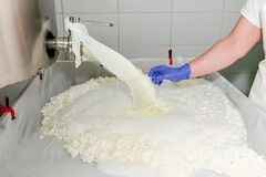 Image a worker's hand working separating whey from curd in the factory