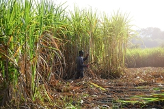 Image sugarcane farmer harvesting sugarcane in the field
