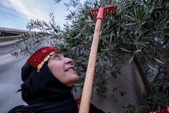 Image Palestinian woman rakes olive tree