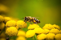 Image Bee pollinating a plant.