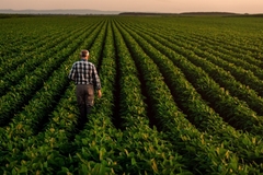 Image Farmer walking in a field of crops.