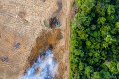 Deforestation in a forest.