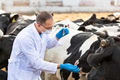 Image A cow getting vaccinated.