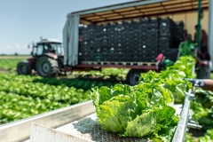 Image A lettuce farm.