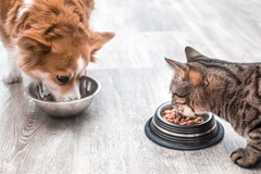 Dogs and cats eating food.
