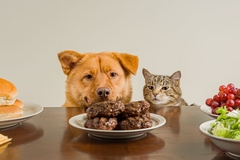 Image A cat and a dog hungrily stare at the food on their ownwers dinner table.