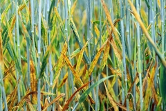 yellow rust in wheat