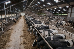 Image Cows in a factory farm.