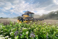 Tractor in a field harvesting crops.