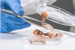 Image Psychedelic mushrooms in a lab