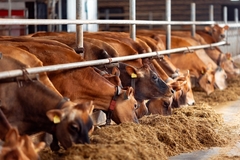 Image A farm with cows.