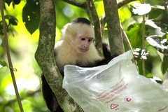 Image Costa Rica primate holds plastic bag