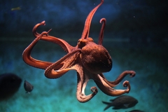 Image Octopus swimming in the ocean.
