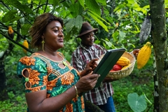 Image Cocoa farmers monitoring the crop on trees.