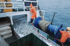 A fishing vessel.