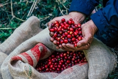 farmer hands holding bright red Arabica coffee beans