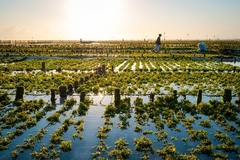 A seaweed farm.