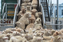 Image sheep transport