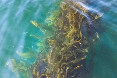 Image Famed Alaria seaweed