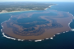 brown algae blooming in ocean outside of coastal area