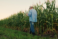 Image elderly farmer in blue shirt and jeans walking in the field