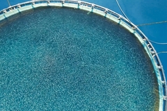 Image An aerial view of a fish farm.