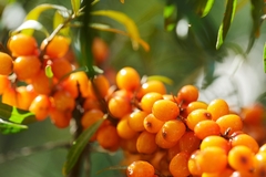 Sea buckthorn