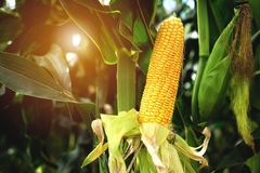 Image A corn plant.