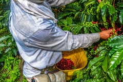 Image A coffee farmer collecting beans.