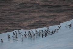 Image Penguins on ice by ocean