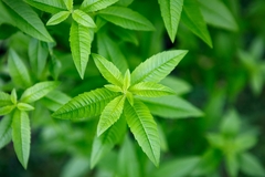 Image Lemon verbena plant