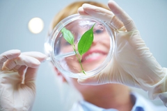 Image A female scientist looks at plant leaf on a pretri dish in a lab